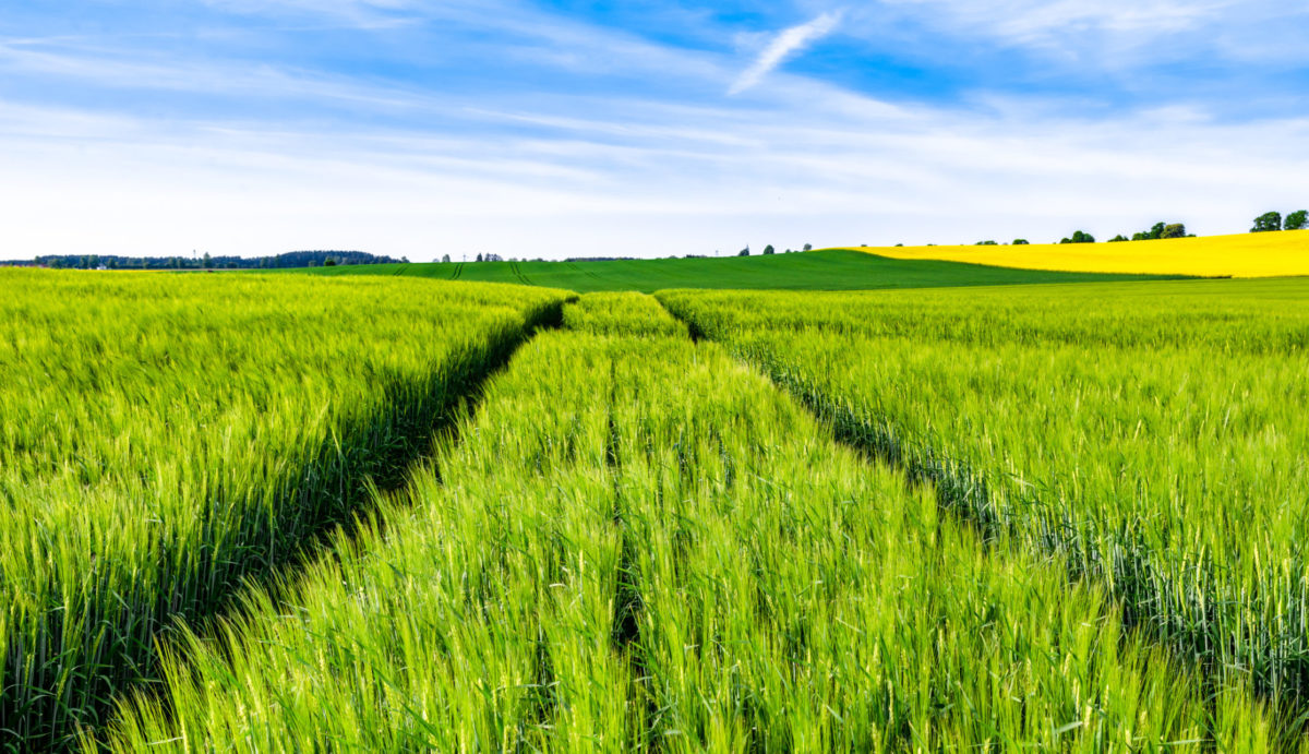 Barley Production WA Grains