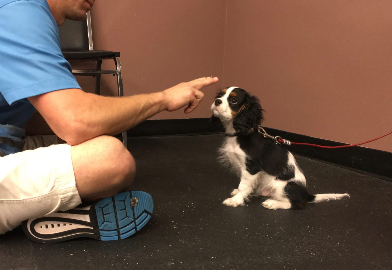 How Do You Touch A Dog