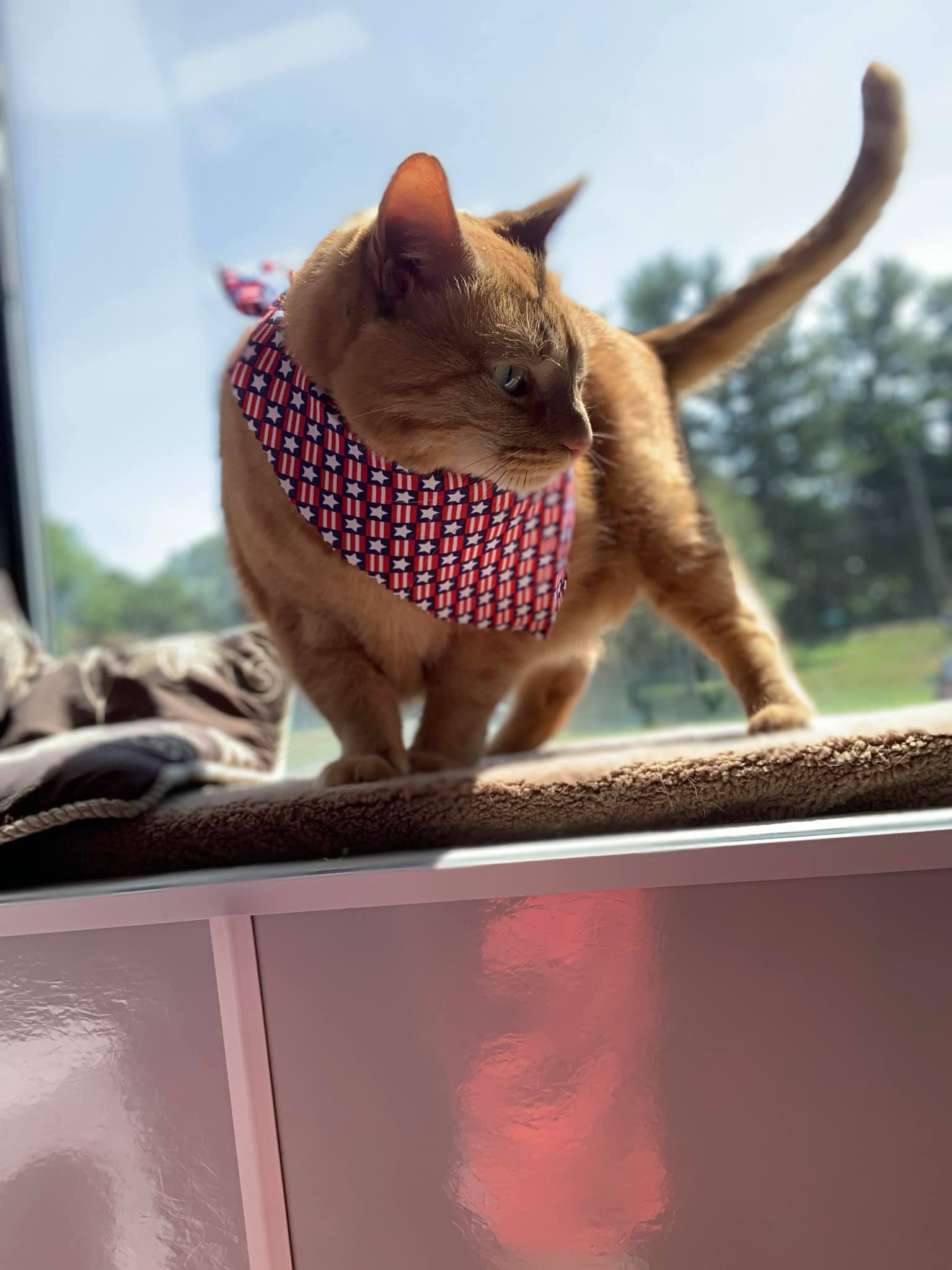 Wags Doggie Daycamp Cat BoardingDanbury, CT Wags Doggie Daycamp