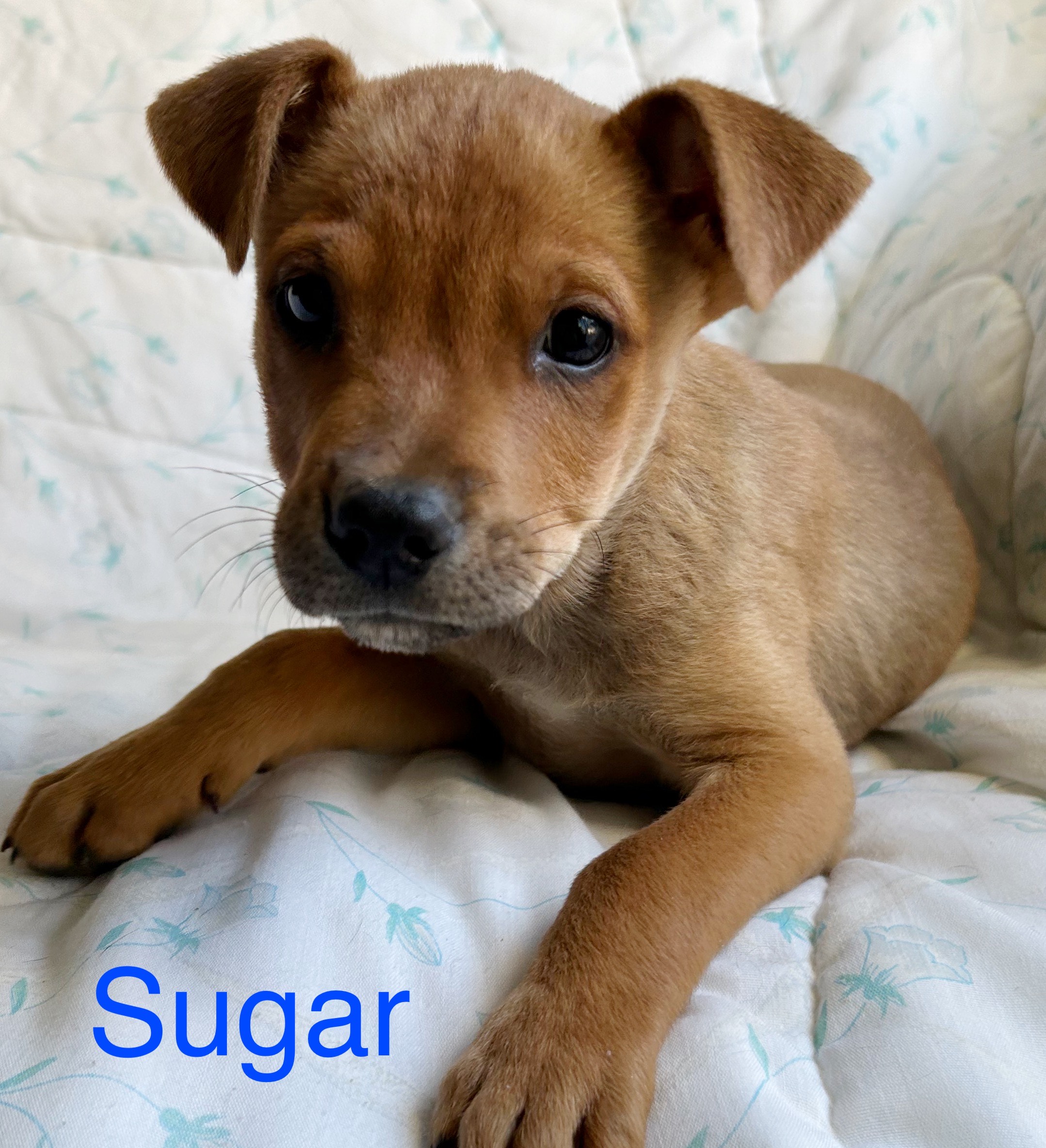Sugar Syrup Society Wags Rescue