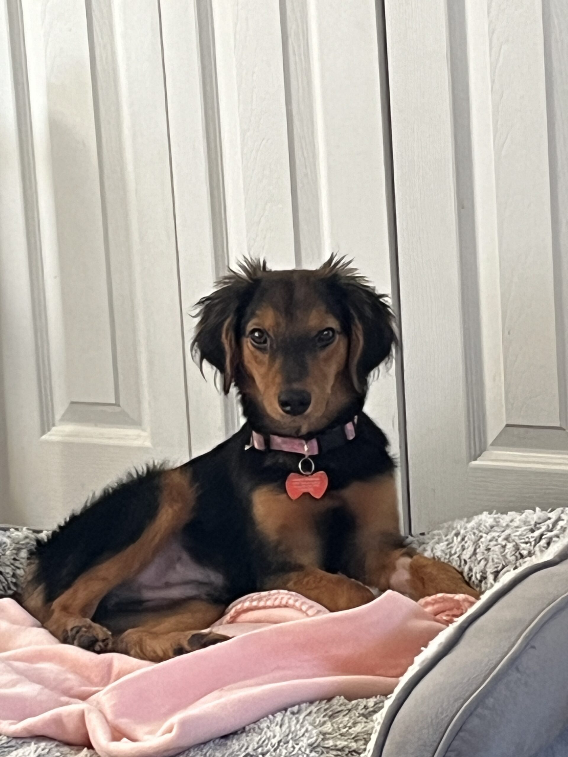 Ruff Patch Society Wags Rescue