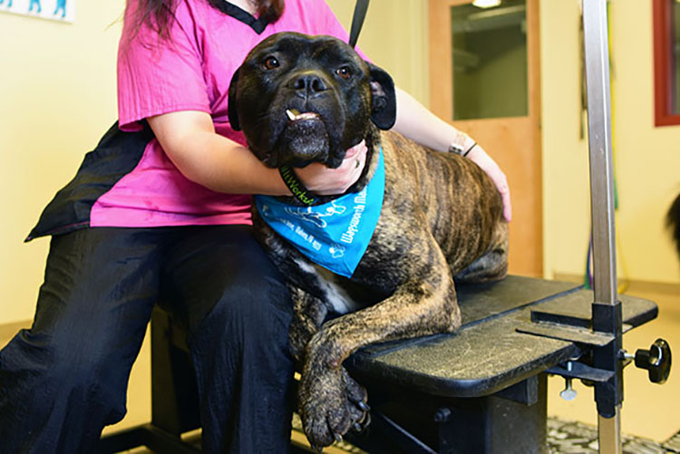 Luxury Dog Grooming and Spa in Malvern PA Wagsworth Manor Pet Resort