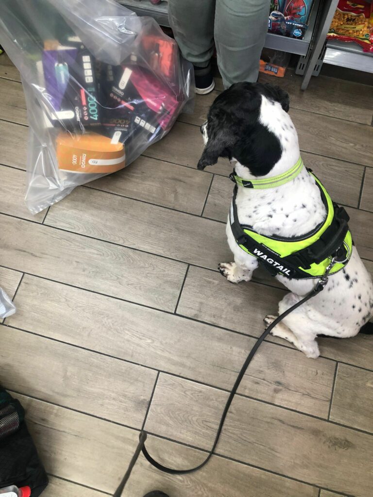 Specialist sniffer dog detects illegal vapes Wagtail UK