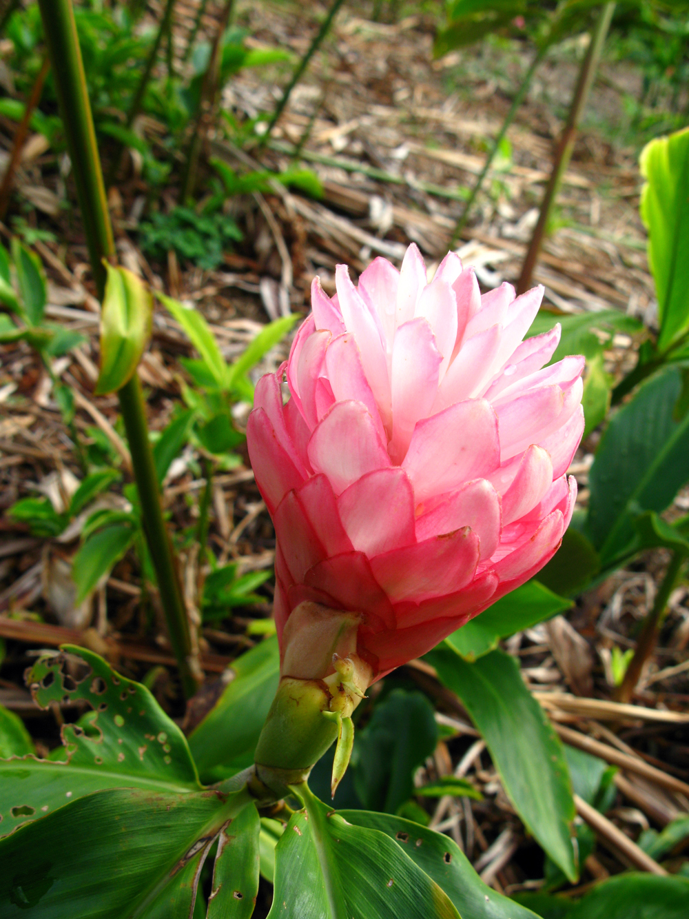 Tropical Flowers Wailea Agricultural Group