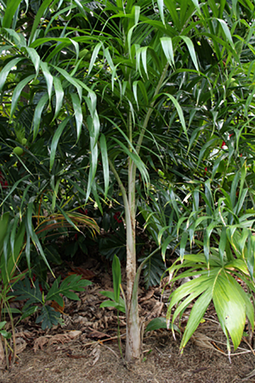 Heart of Palm Wailea Agricultural Group