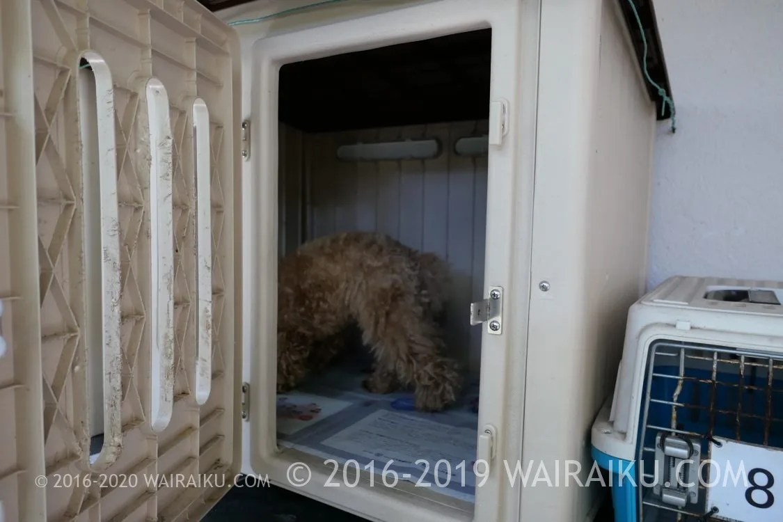 衛士見張所に愛犬を預けて伊勢神宮を参拝してみたよ！