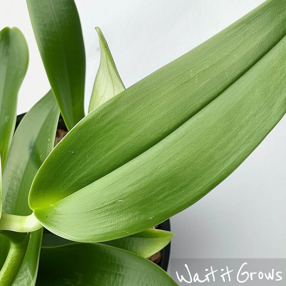 Orchid Leaves Drooping; Common Causes & Easy Solutions