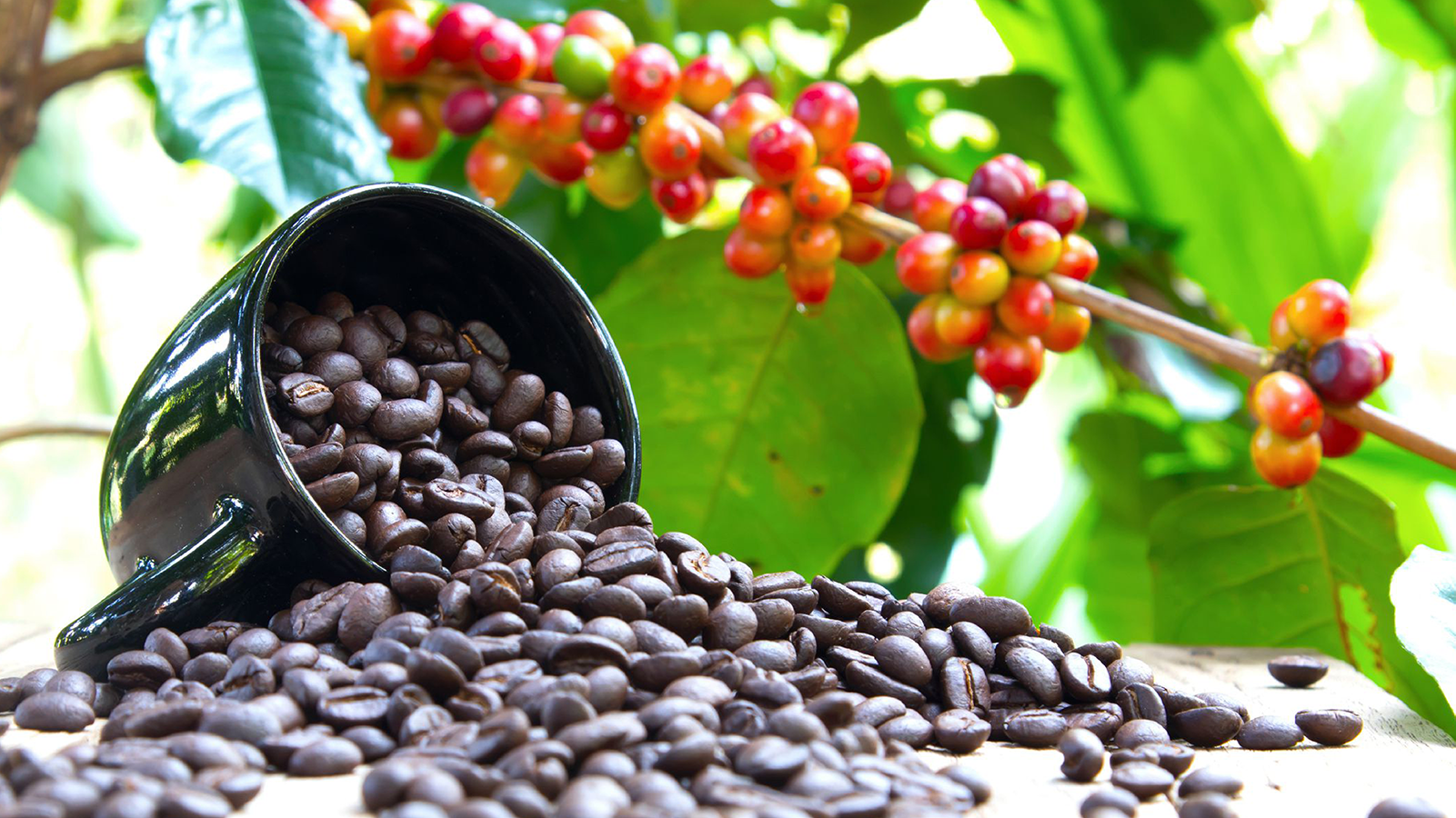 Uganda's Coffee Renaissance A Journey Through the Heart of African
