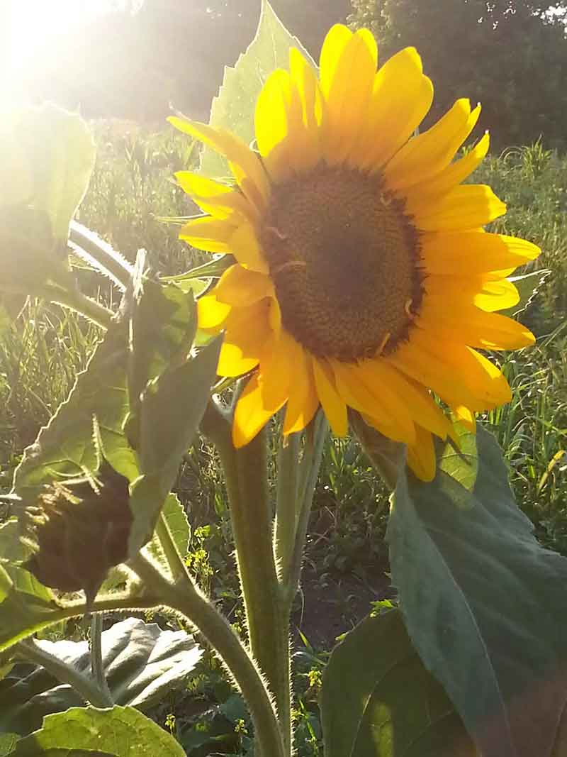 flowers in the gatineau park Belle De Nuit