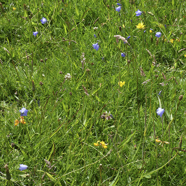 wildflowers Heath Common Wakefield Naturalists' Society nature club Wakefield