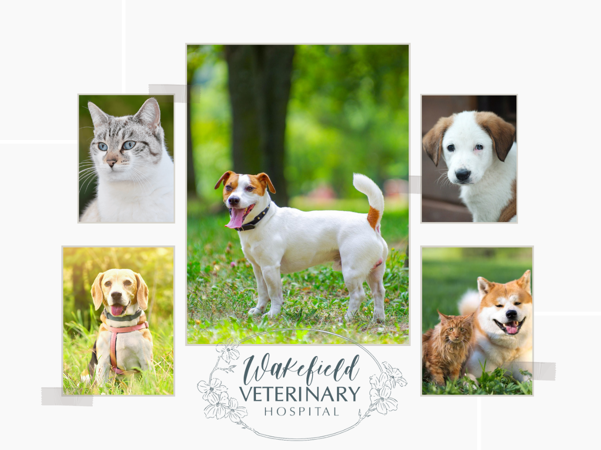 Best Vet Hospital In Raleigh, NC Wakefield Veterinary