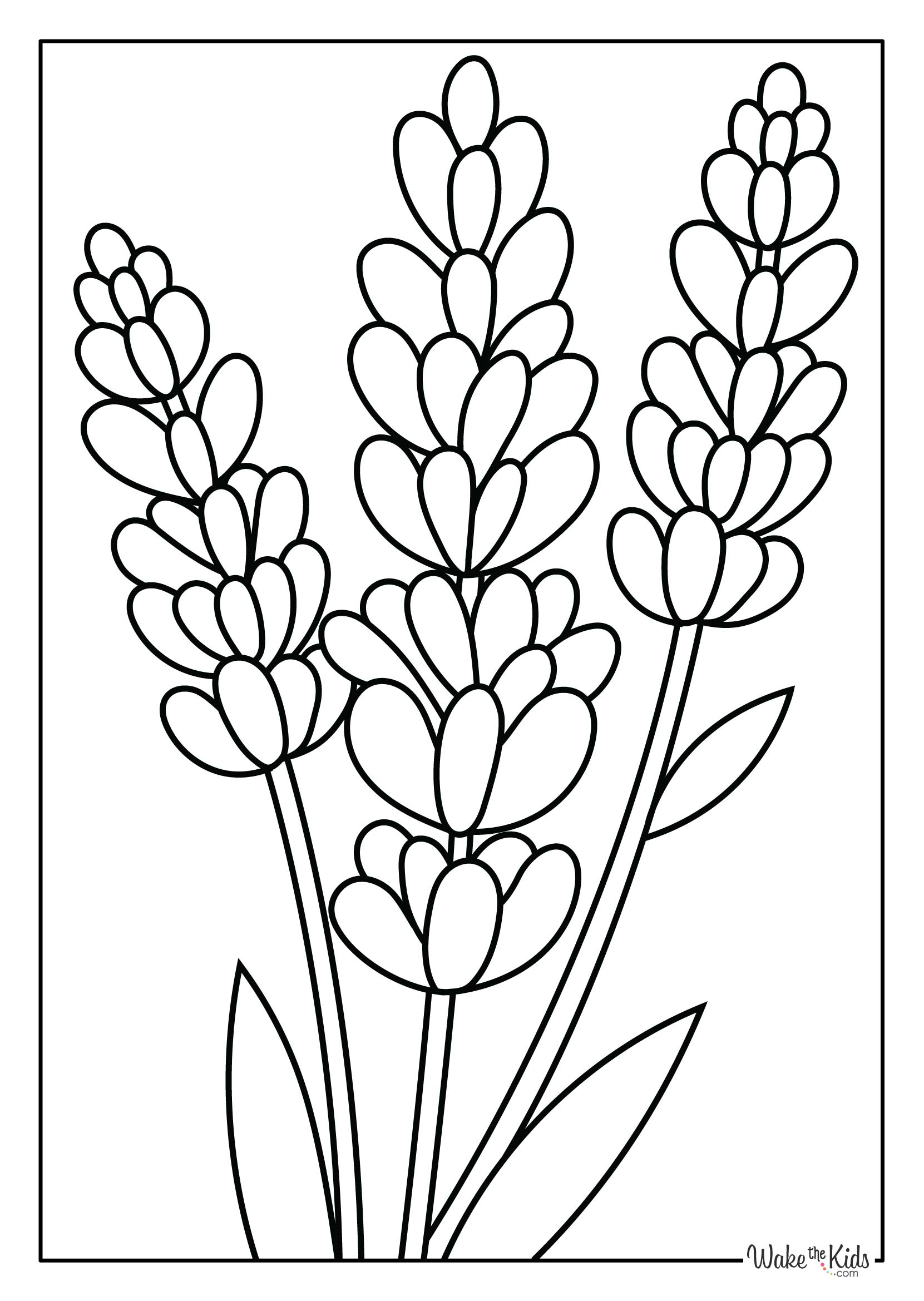 Lavender Coloring Pages (Free Printable PDFs) WakeTheKids