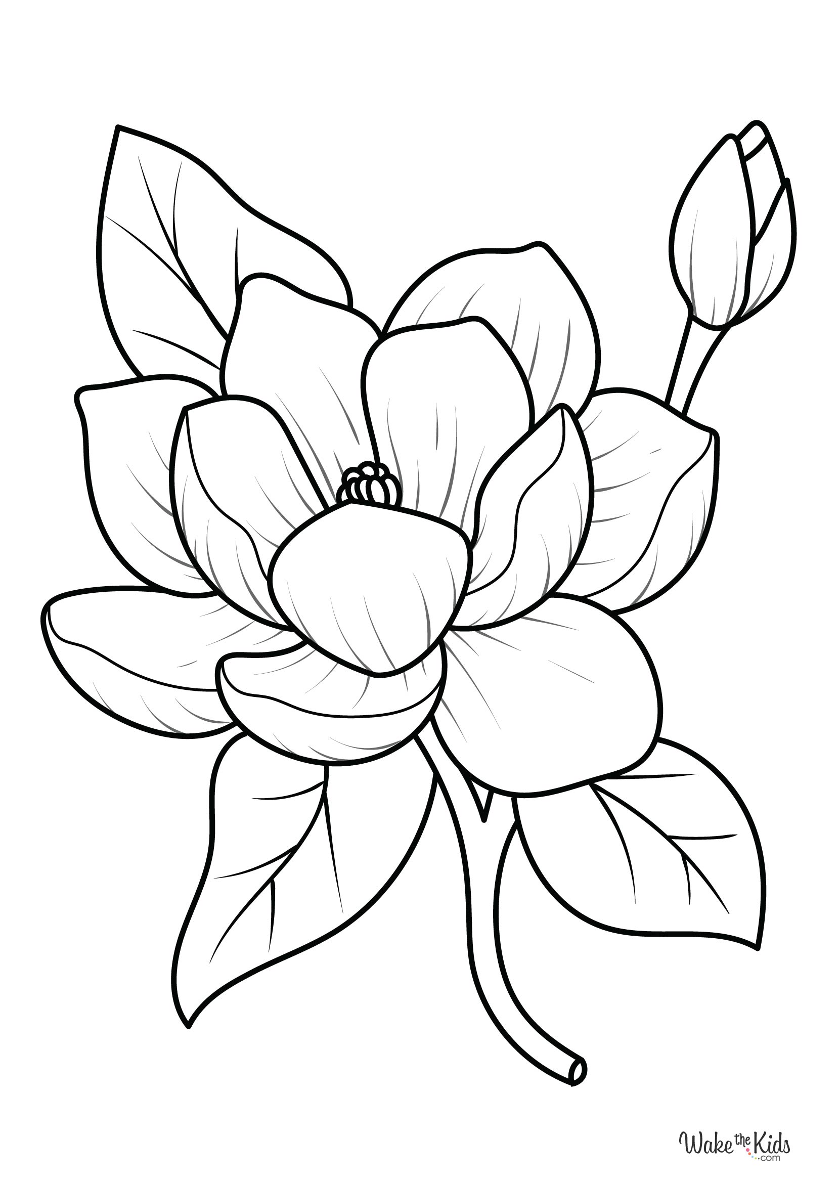Magnolia Coloring Pages (Free Printable PDFs) WakeTheKids