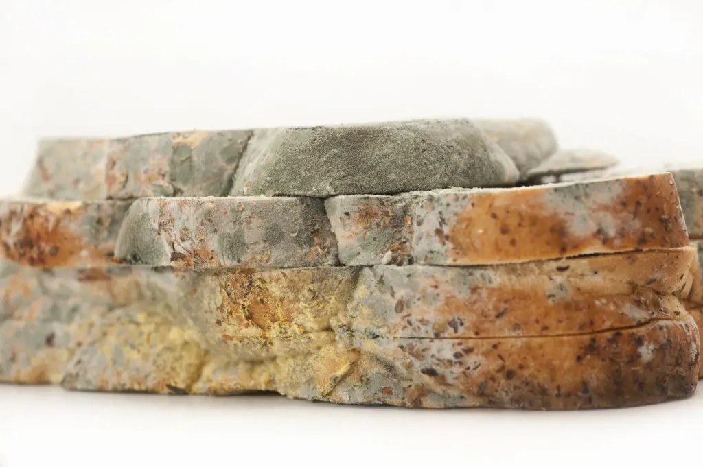 Is Mold Making You Sick? Wake Up World