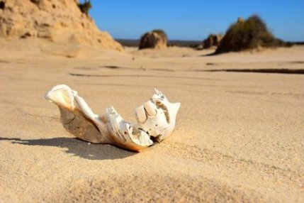 wombat skull mungo