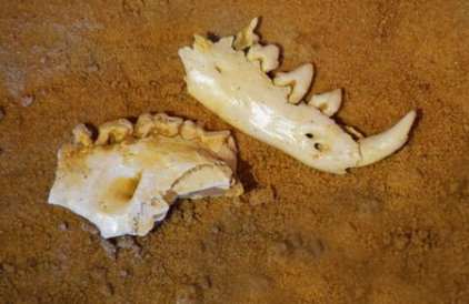 thylacine skull mungo thylacine skull mungo