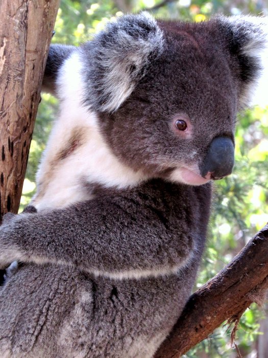 Best Places to See Koalas in Australia Waking Up Wild Waking Up Wild