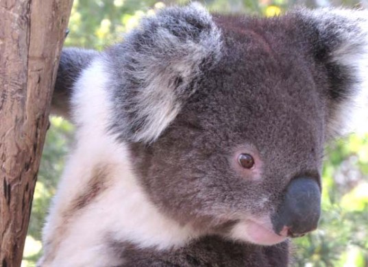 koala koala