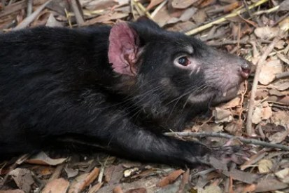 tasmanian-devil-1592279