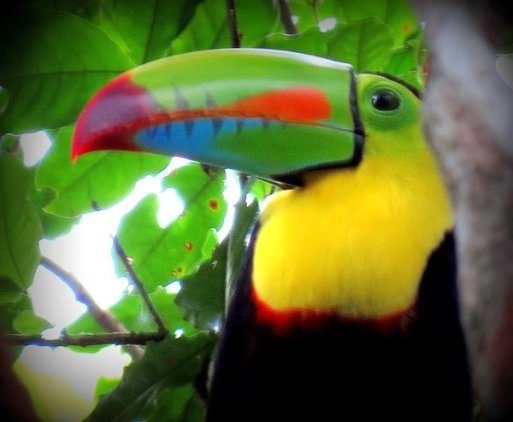 toucan