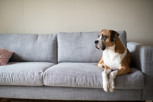 ¿Debo dejar que mi Perro se suba al SOFÁ? Si o No · Consejos Wakyma