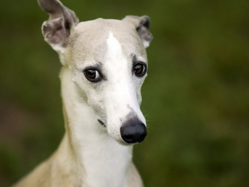Te lo contamos TODO sobre la Raza de Perro Whippet Wakyma