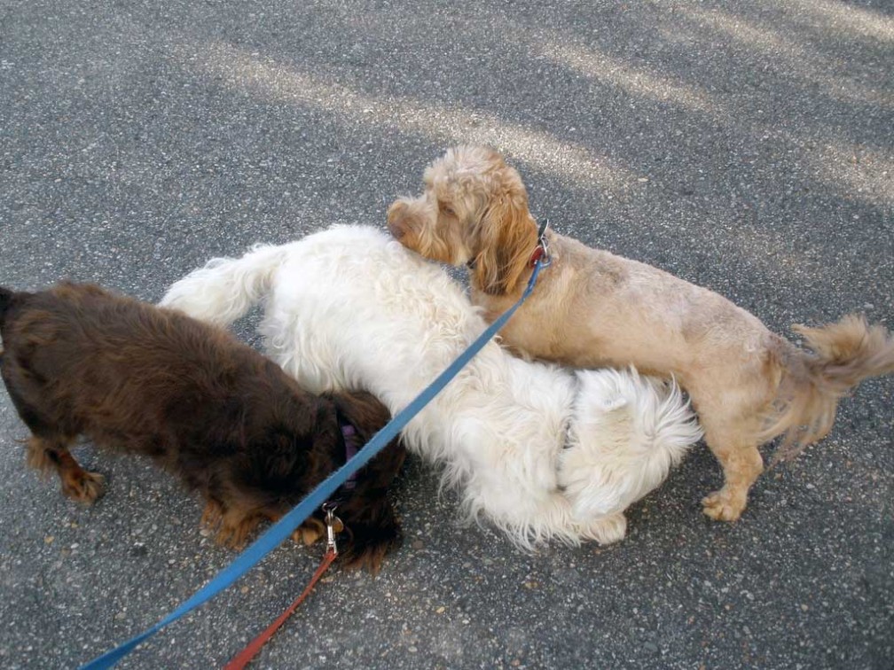 Primer celo en perros, ¿cómo es? ¿qué cambios supone? · Wakyma