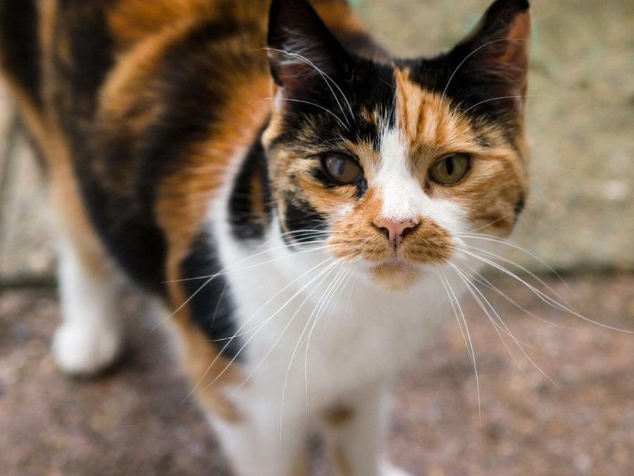 Descubre las 5 Razas de Gatos EXÓTICOS, ¡te dejarán ALUCINADO!