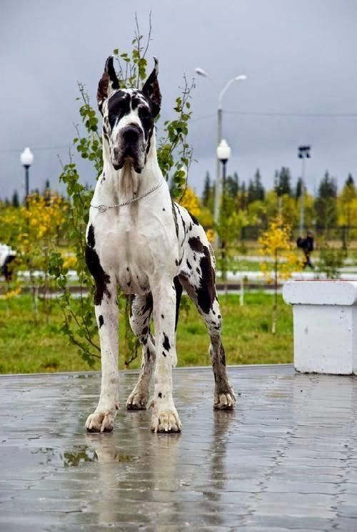 Las 8 Razas de Perros Más GRANDES del Mundo, ¡Todo Aquí! · Wakyma