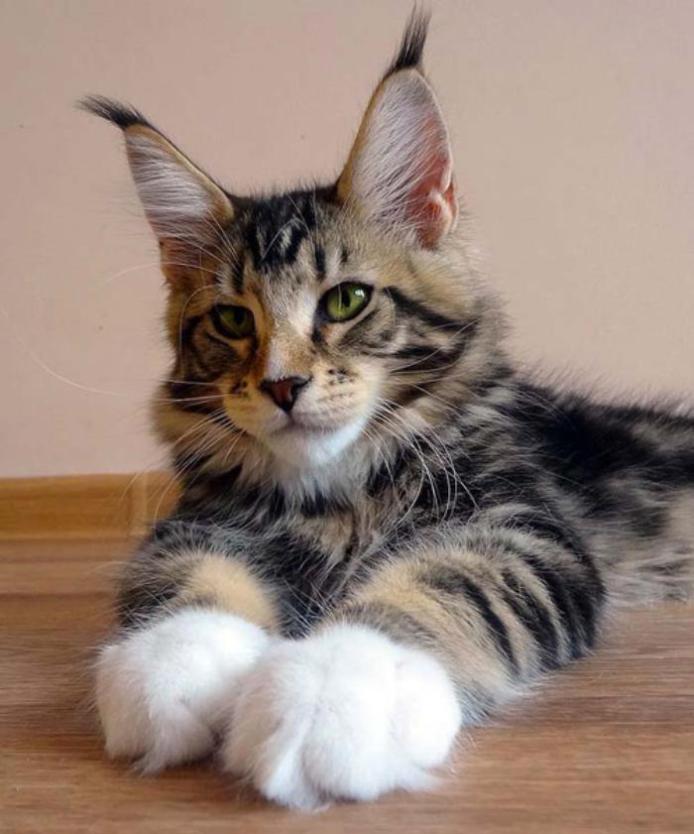 Descubre las 10 Razas de Gatos MAS Cariñosos, ¡alucínalo! Wakyma