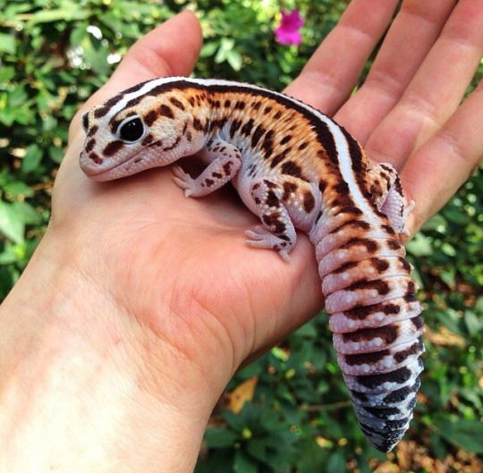 Descubre TODOS los Tipos de Geckos que existen, y sus CUIDADOS