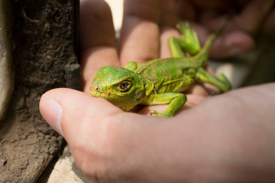 Descubre cuál es la mejor alimentación para iguanas bebé
