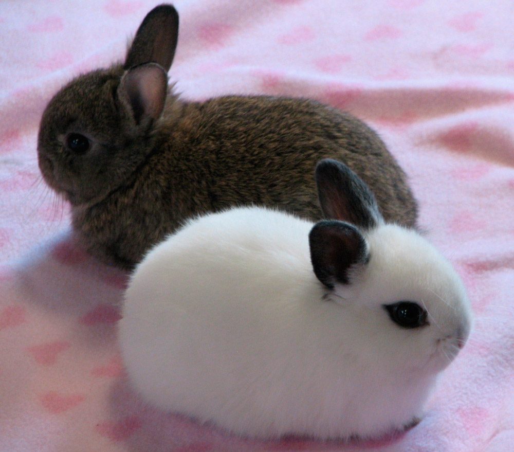 Descúbrelo TODO sobre los Conejos Californianos, ¡no te lo pierdas!