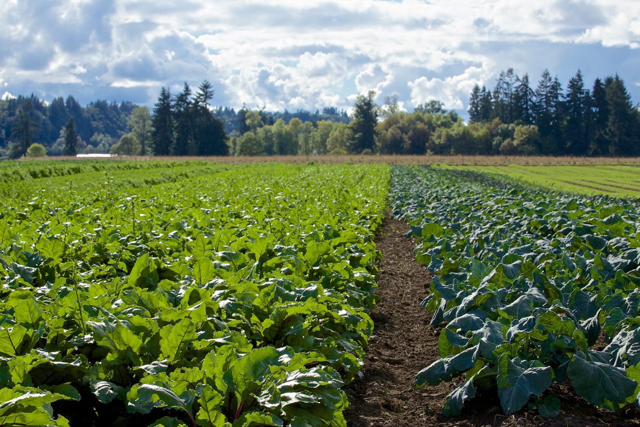 Keeping Farmers on Farmland pursuing creative strategies to protect