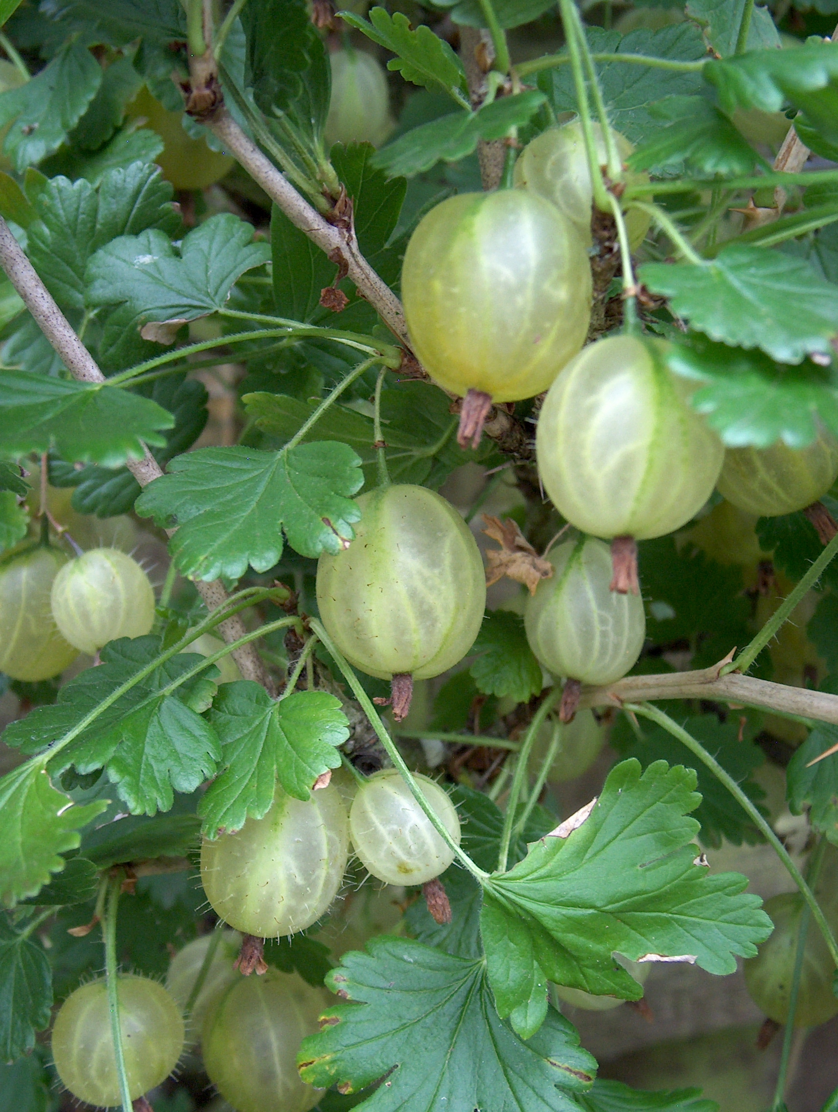 Gooseberry Invicta bushes for sale. Buy Gooseberry Invicta.