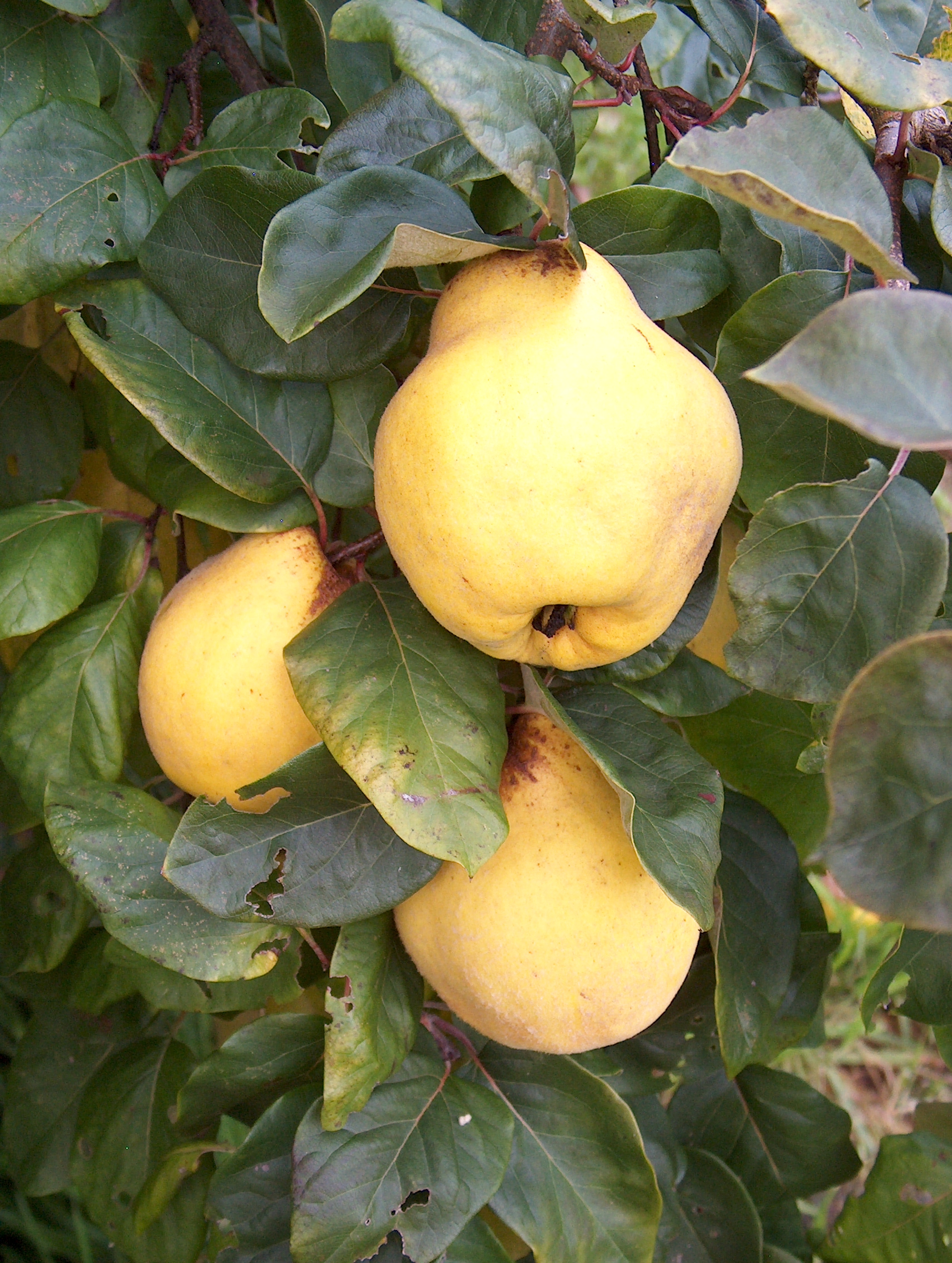 Vranja for sale. Buy organic Vranja quince trees