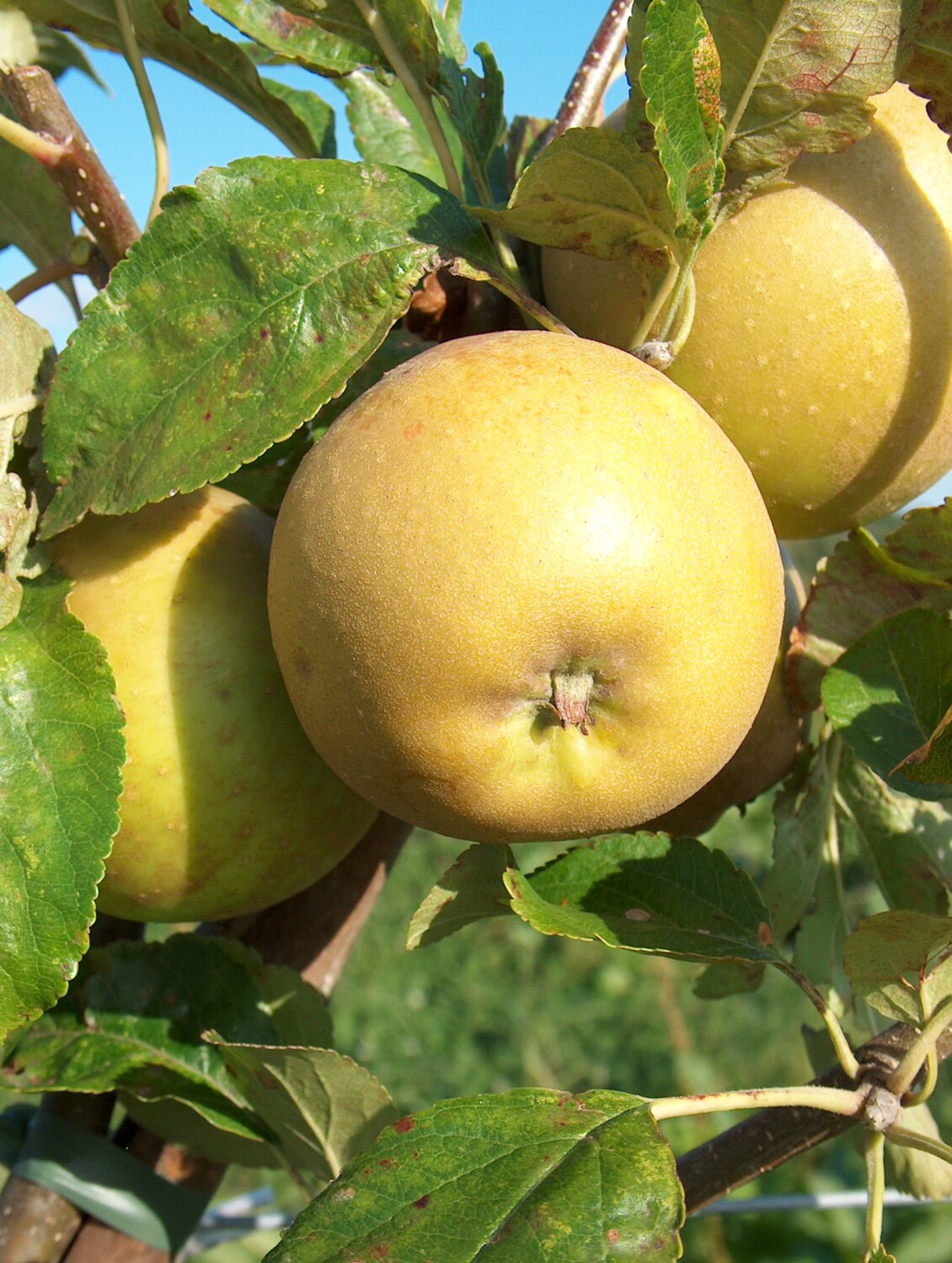 Herefordshire Russet(R) for sale. Buy organic Herefordshire Russet(R) trees