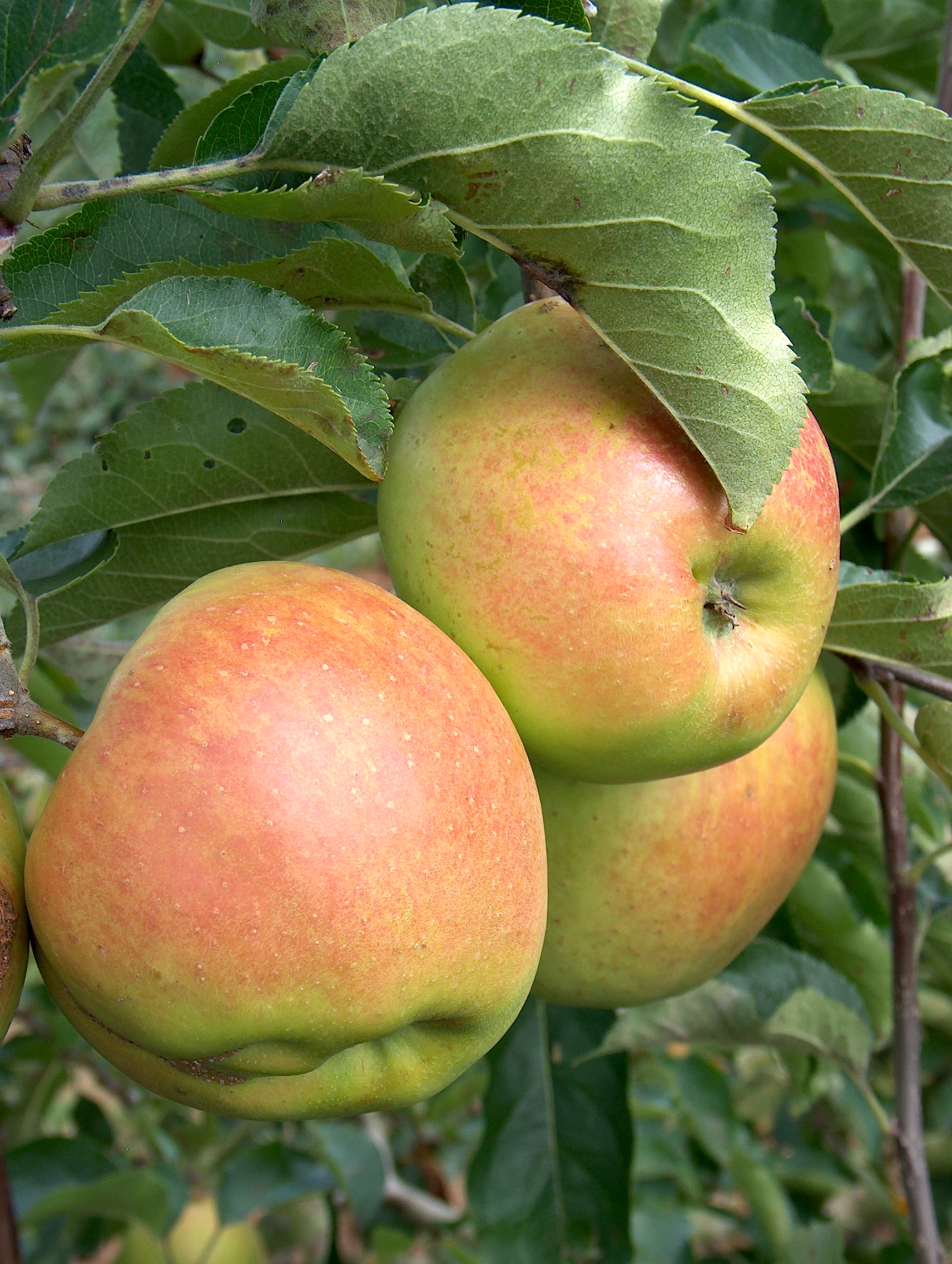 Jonagold for sale. Buy organic Jonagold trees