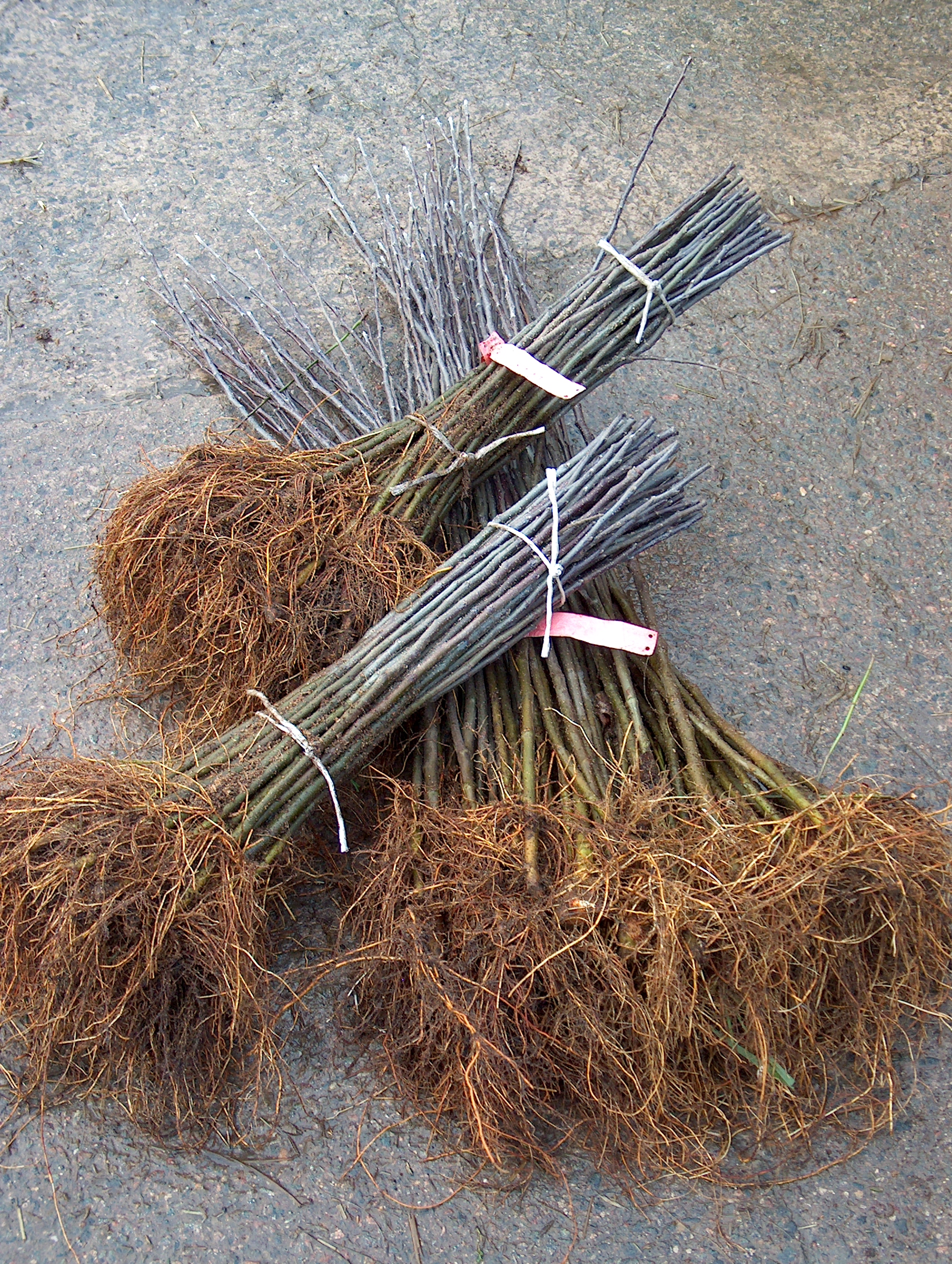 rootstock7 Walcot Organic Nursery