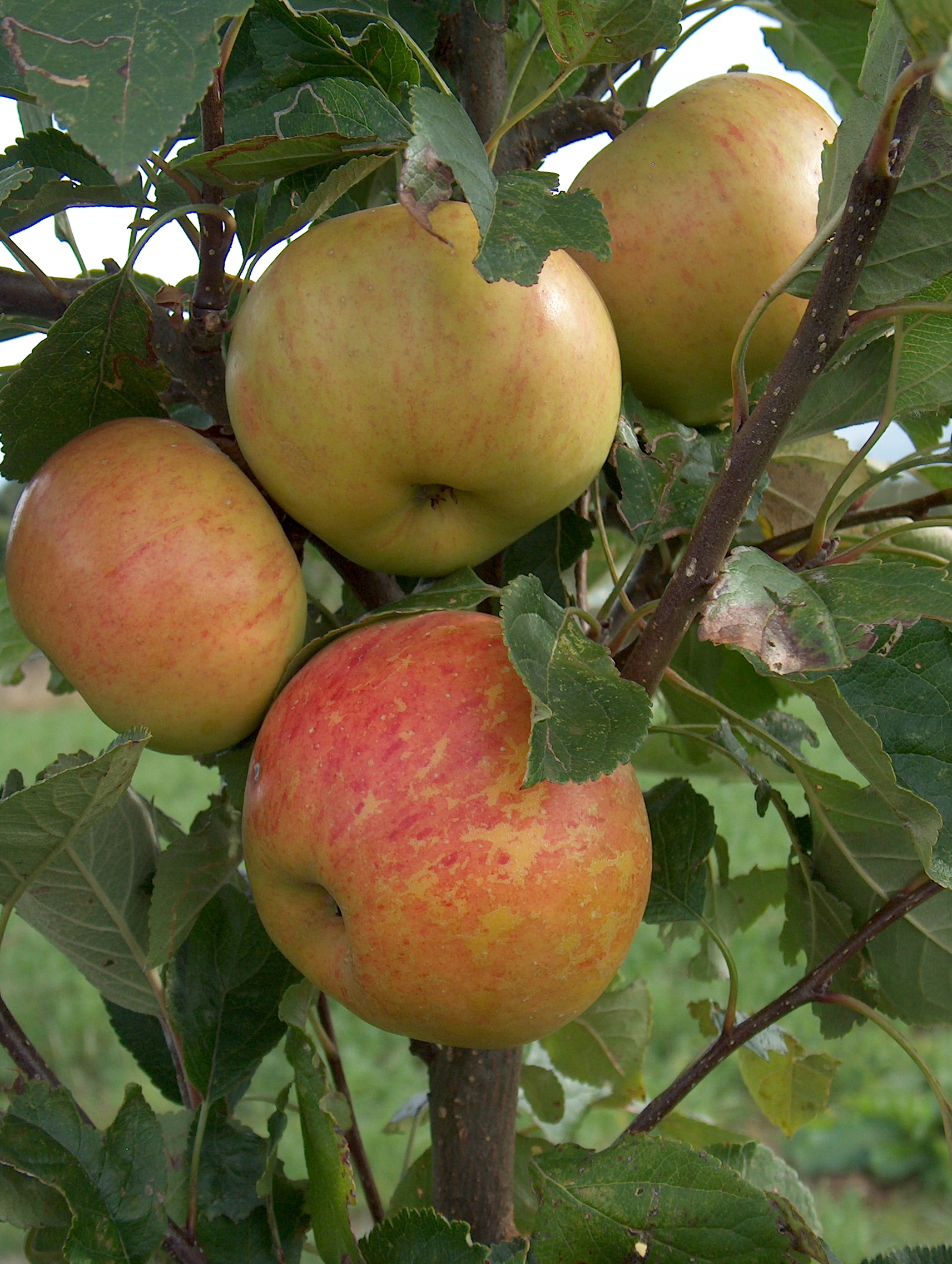 Sunset Walcot Organic Nursery