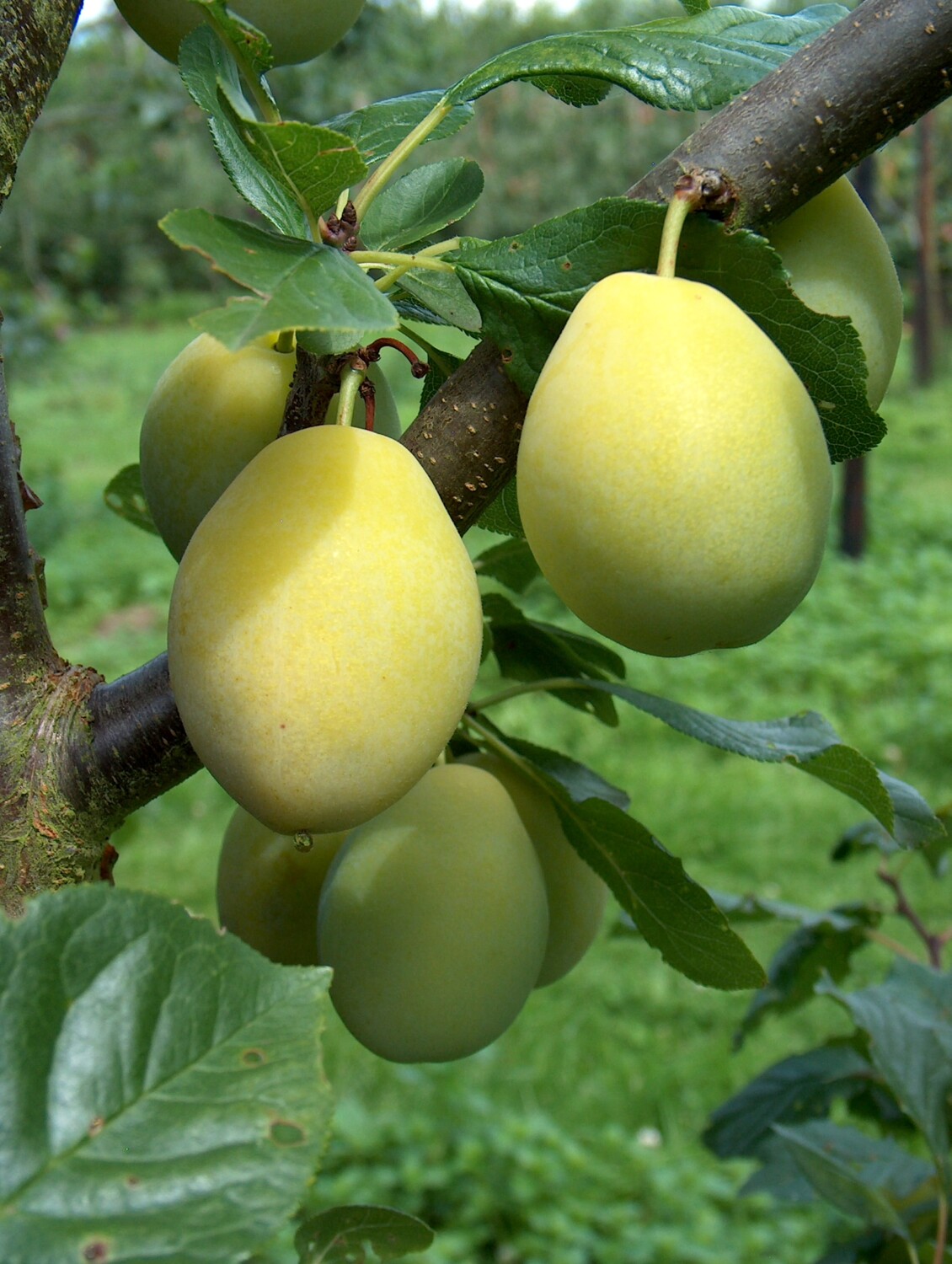 Yellow Egg for sale. Buy organic Yellow Egg trees