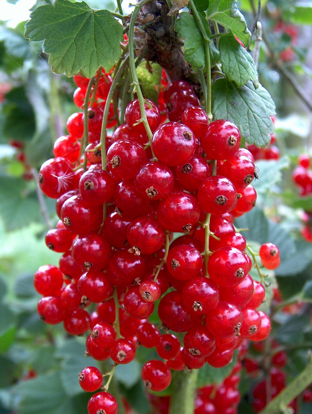Redcurrant Rovada for sale. Buy Rovada redcurrant bushes
