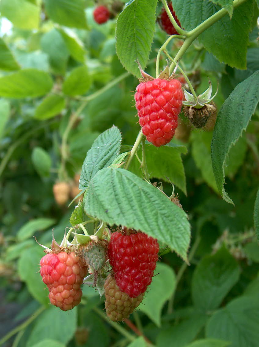 Raspberry Cascade Delight for sale. Buy Cascade Delight raspberriy canes