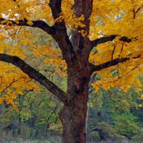 Sugar Maple Walden Heights Nursery & Orchard
