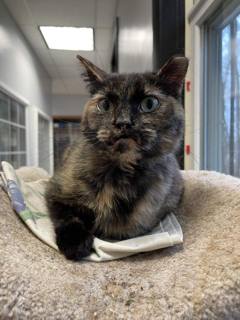 Wellness Wednesday Yoga Humane Society of Walden