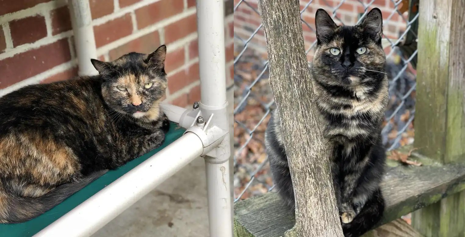 Howling Success October Adoptions Haunt Our Hearts with Spookylicious