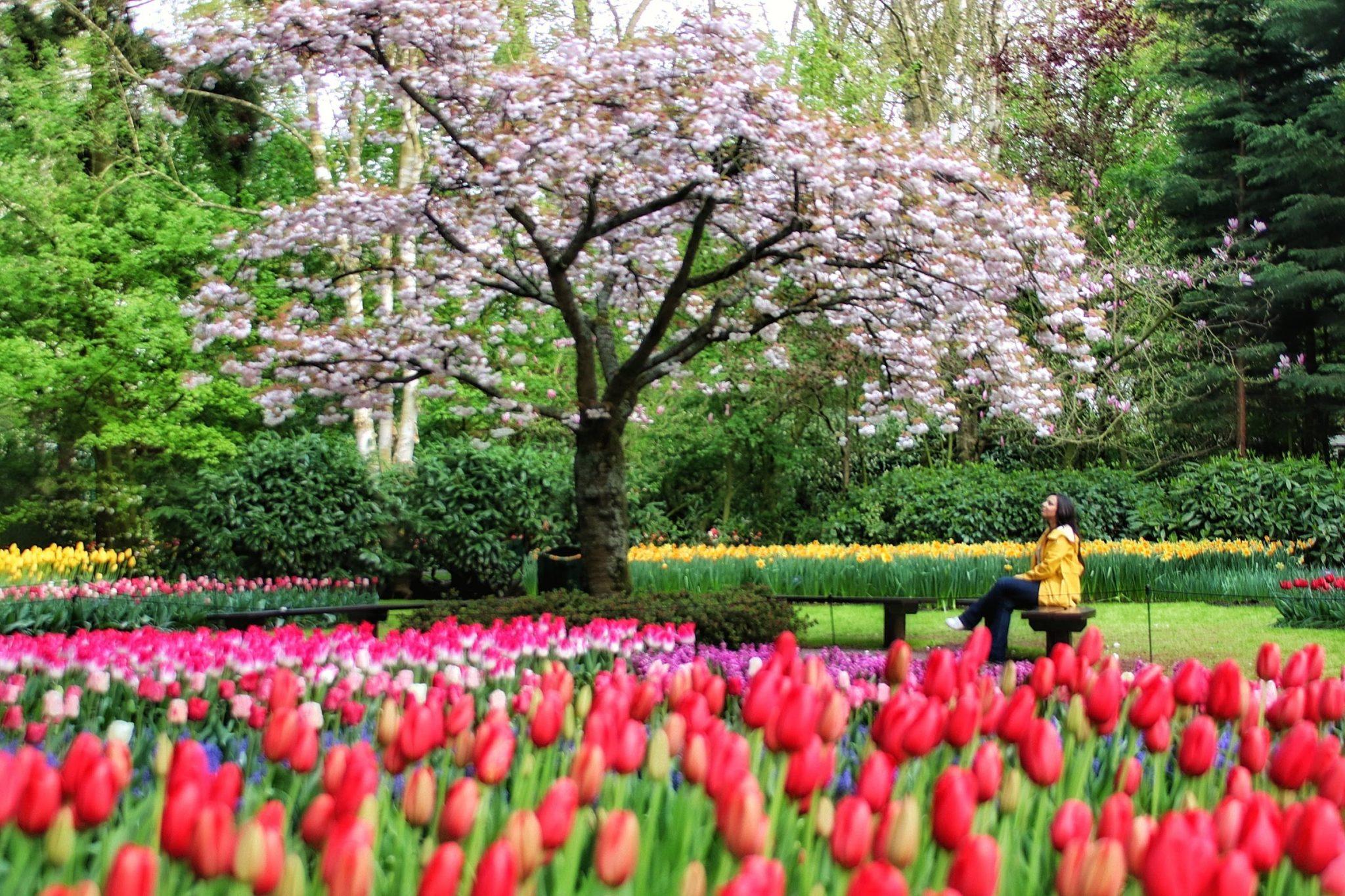 Keukenhof Tulip Gardens In The Netherlands Fasci Garden