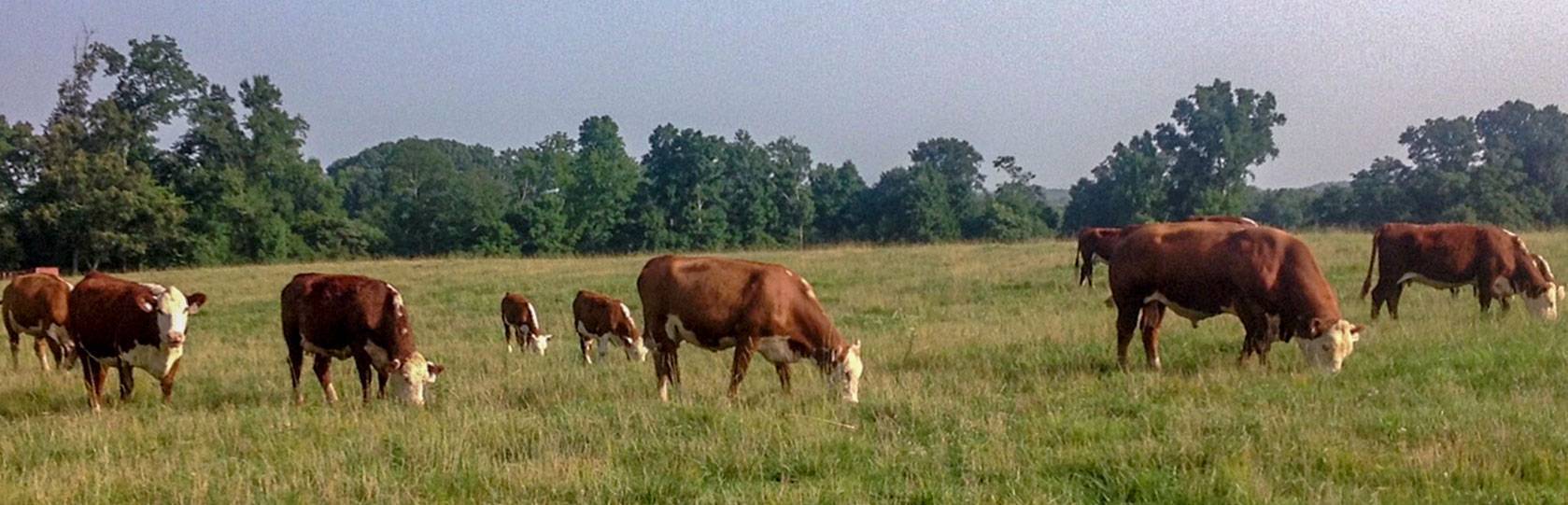 Walker Hereford Farm