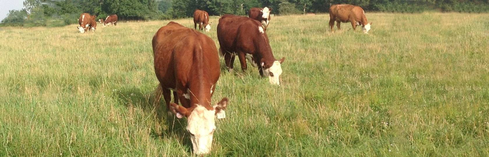 Walker Hereford Farm