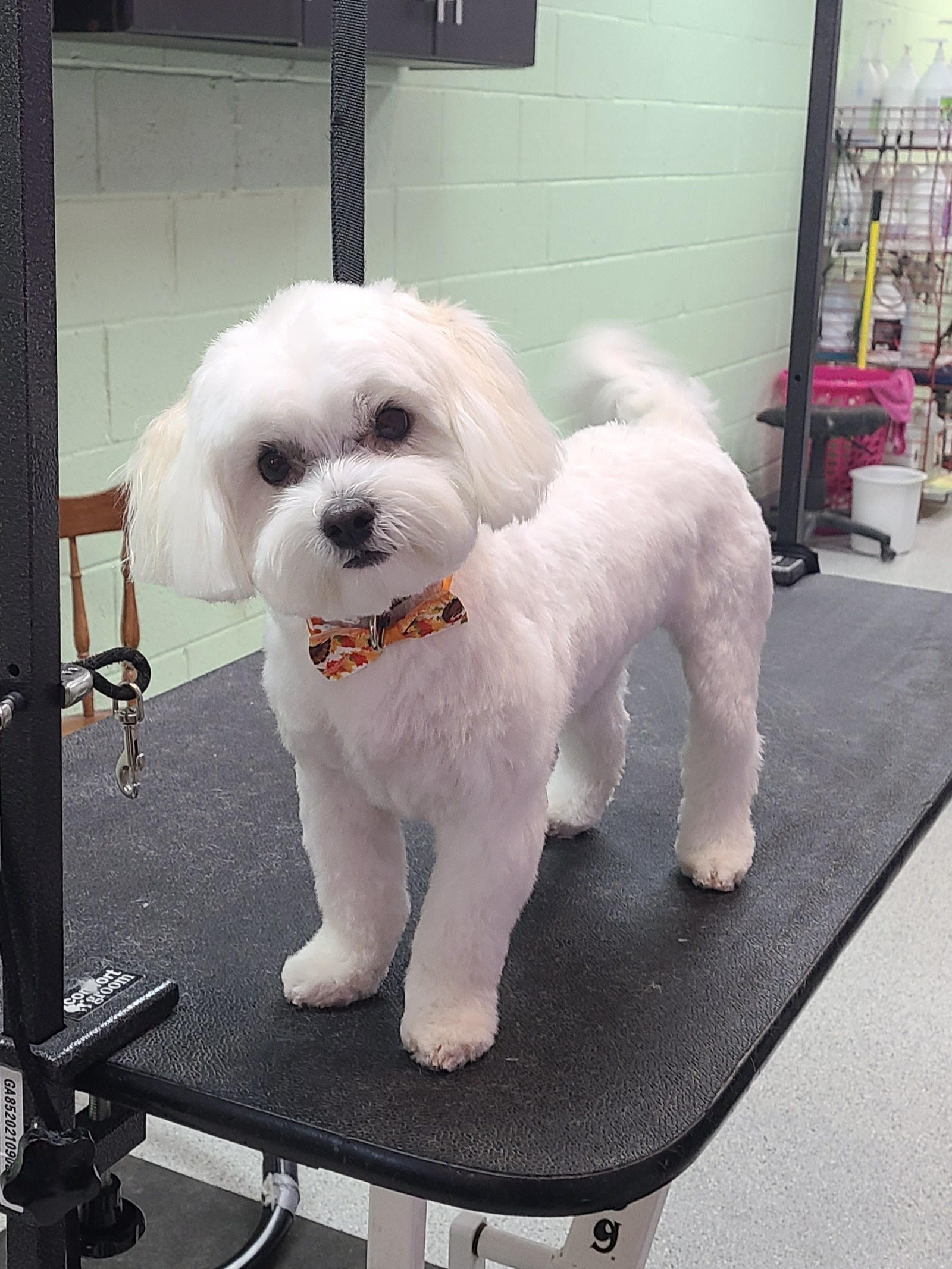 Professional Dog & Cat Grooming North Versailles and Murrysville